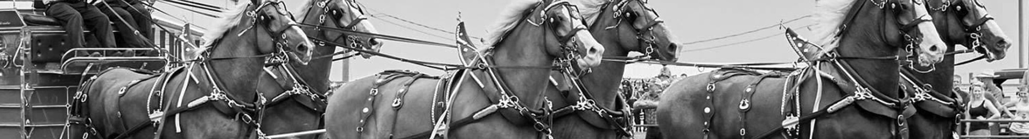 six horse hitch reverse