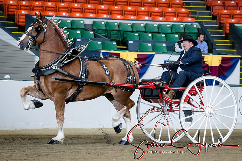 Hammersmith Belgians Defiance Truck Sales & Service Defiance, Ohio